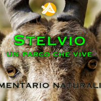 Stelvio, un parco che vive