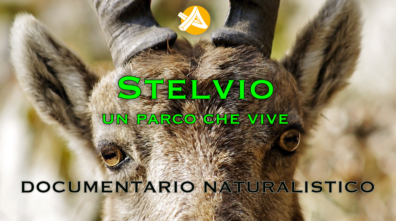 Read more about the article Stelvio, un parco che vive